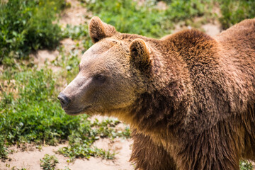 Obraz premium brown bear in zoo