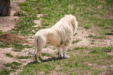 Obraz premium white lion