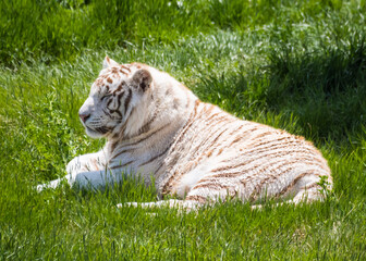 white tiger in grass