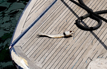 The dry carcass of a fish on the deck of a motor boat