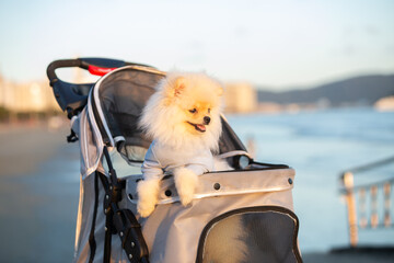 Spitz Pomeranian puppy in a pram strolling on the beach