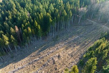 Aerial view of pine forest with large area of cut down trees as result of global deforestation...