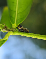 Closeup Treehopper on a green branch on a nature background.