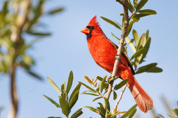 Northern cardinal (Cardinalis cardinalis) on a branch in Sarasota, Florida