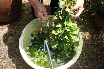 家庭菜園でドクダミ茶作り、どくだみ干し（十薬：じゅうやく）
