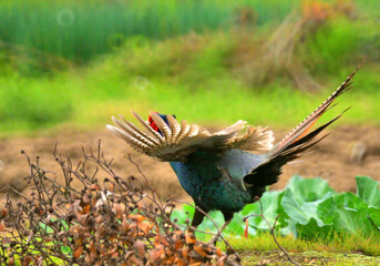 Obraz premium 恋するキジです