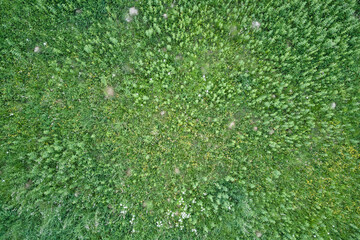 Top down flat aerial view of dark lush forest with green trees canopies in summer