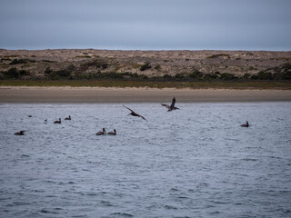 Pelicans Swimming and Flying in Morro Bay