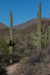 Trail Through Saguaro Lined Sonoran Desert