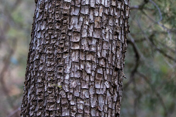 Alligator Bark Juniper Tree Bark Pattern Detail