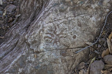 Hohokam Petroglyph in Arizona Deset