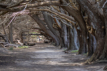 Path Through Giant Monterey Cypress Trees in Half Moon Bay California