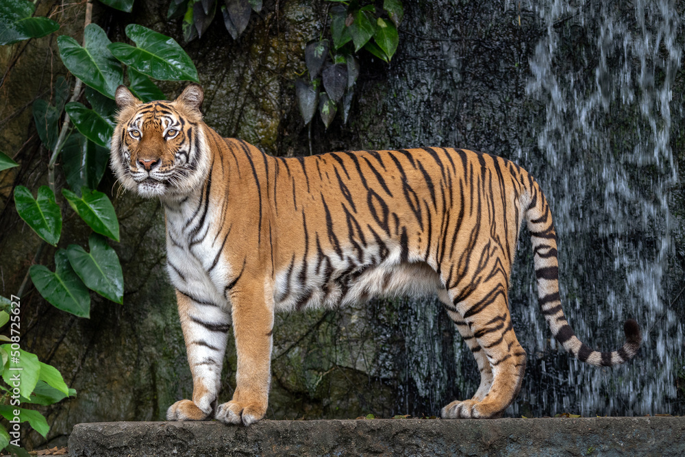 Wall mural Indochinese tiger resting in the natural forest.