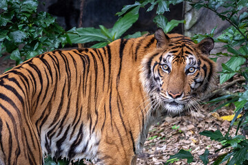Indochina tiger in the natural forest.