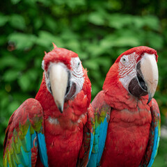 parrots with beautiful eyes and feathers