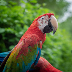 parrots with beautiful eyes and feathers