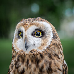 owl with big eyes looking at you