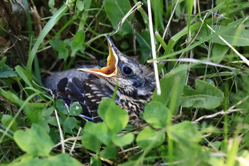 Nestling bird in the grass. Yellow-beaked nestling starling sits in the grass and waiting for parents. Thrown out of the nest to learn to fly.