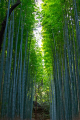 Fototapeta premium 竹林