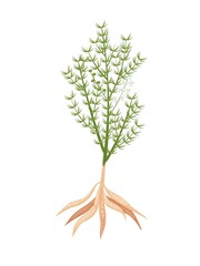Vector illustration, Shatavari or Asparagus racemosus, isolated on white background, Herbal plant with medicinal properties.