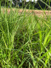 Photography of trees, grass, green, nature that rely on one