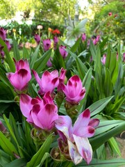 Naklejka premium pink tulips in the garden