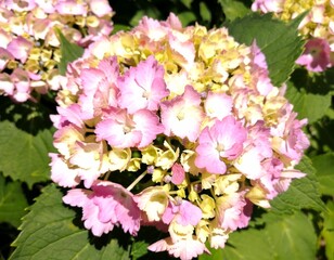 pink flowers