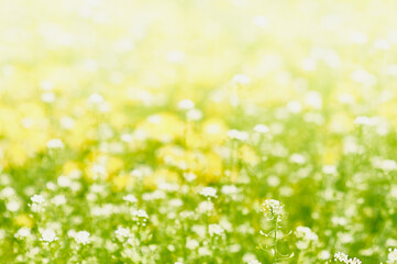 Blurred background of spring flowers and new grass in the meadow for your text. This is an abstraction of a nice light green yellow natural color.