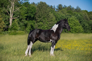Beautiful, powerful black and white horse in field with flowers 