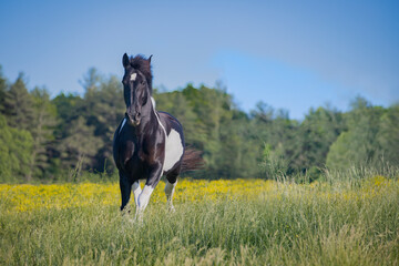 Beautiful, powerful black and white horse in field with flowers 