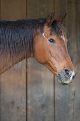 Liver chestnut with black and red mane head and mane 
