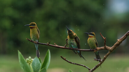 Pair of Beautiful Blue-tailed bee-eater (Merops philippinus) on the dry branches above the meadow, Phetchaburi Thailand.
