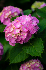 Fototapeta premium 紫陽花