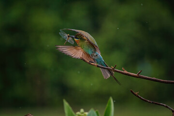 Blue-cheeked bee-eater (Merops persicus) in Thailand