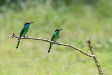 colorful bee eater. bird of paradise. blue and green bee eater. Group of bird Blue-throated Bee-eater  on tree.