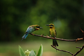 Pair of Beautiful Blue-tailed bee-eater (Merops philippinus) on the dry branches above the meadow, Phetchaburi Thailand.