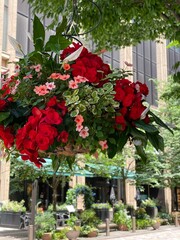 Tokyo central Marunouchi district street bench with florals and plants, year 2022 June 4th sunny Saturday