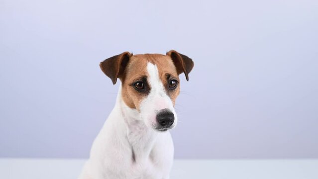 Close-up portrait of cute jack russell terrier dog on white background. 