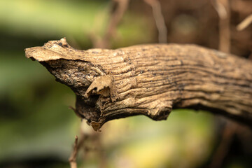 Macro photography and selective focus of beautiful and unique texture of bark and wood with shallow depth of field