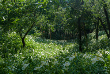 Obraz premium 綺麗な新緑と百合の花