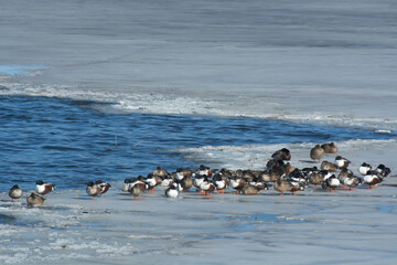 Flock of northern shoveler ducks resting on ice of frozen winter lake
