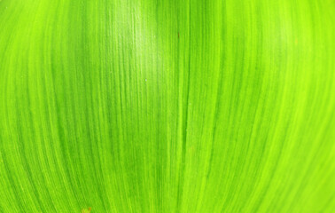 green grass background