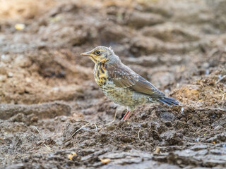 A fieldfare chick, Turdus pilaris, has left the nest and sitting on the spring lawn. A fieldfare chick sits on the ground and waits for food from its parents.
