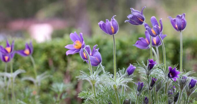 Close up view of Pasque wildflowers  with shallow depth of field.