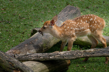 Fawns open to the public in Nara's deer park
