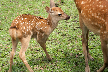 Naklejka na ściany i meble Parent and child deer on public display at Nara's deer park