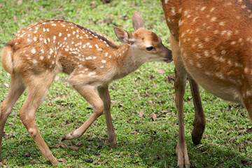 Parent and child deer on public display at Nara's deer park