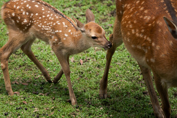 Parent and child deer on public display at Nara's deer park