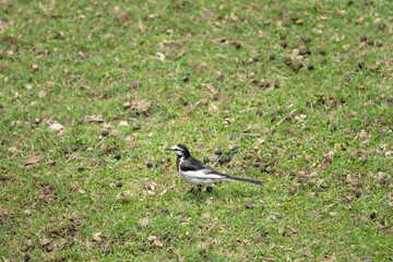 A Japanese wagtail in the deer park in Nara