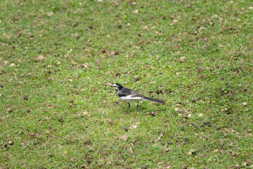 A Japanese wagtail in the deer park in Nara